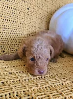 Daisy, a female Poodle - Toy  for sale in Bartlesville, OK – 3 of 7