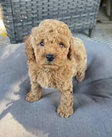 Belle, a female Poodle - Toy  for sale in Bartlesville, OK – 3 of 3