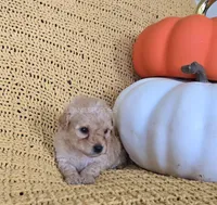 Bentley, a male Poodle - Toy  for sale in Bartlesville, OK – 4 of 5