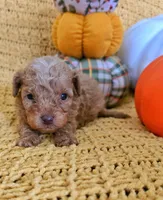 Welsy, a male Poodle - Toy  for sale in Bartlesville, OK – 4 of 5