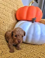 Daisy, a female Poodle - Toy  for sale in Bartlesville, OK – 5 of 7