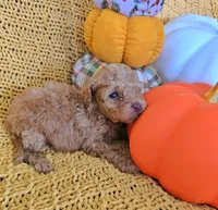 Welsy, a male Poodle - Toy  for sale in Bartlesville, OK – 2 of 5