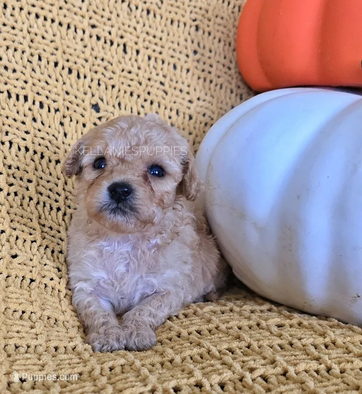 Bentley – Poodle - Toy  puppy for sale in Bartlesville, OK