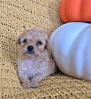 Bentley, a male Poodle - Toy  for sale in Bartlesville, OK – 1 of 5