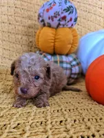 Welsy, a male Poodle - Toy  for sale in Bartlesville, OK – 5 of 5