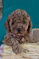 Daisy, a female Poodle - Toy  for sale in Bartlesville, OK – 2 of 3