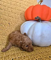 Daisy, a female Poodle - Toy  for sale in Bartlesville, OK – 4 of 7