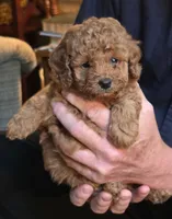Belle, a female Poodle - Toy  for sale in Bartlesville, OK – 2 of 3