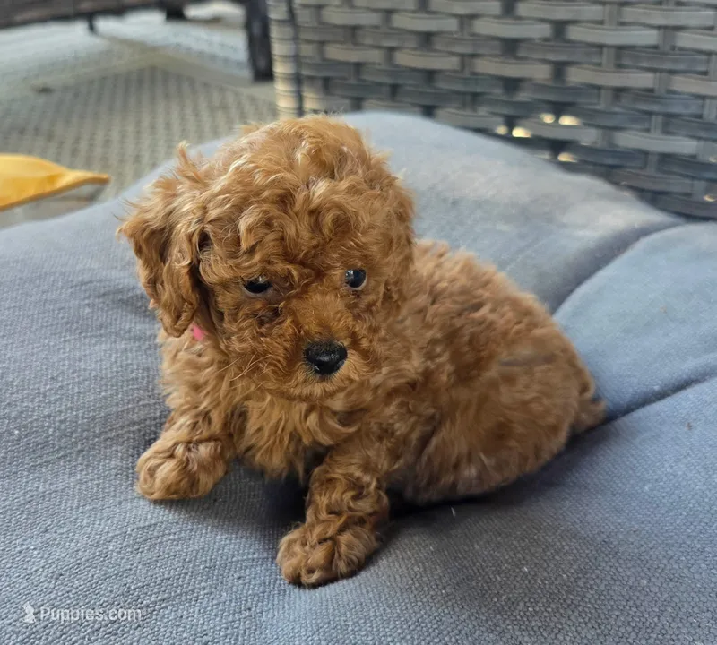 Tinkerbell  – Poodle - Toy  puppy for sale in Bartlesville, OK