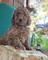Bobby, a male Poodle - Toy  for sale in Bartlesville, OK – 3 of 3