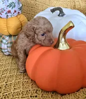 Daisy, a female Poodle - Toy  for sale in Bartlesville, OK – 2 of 7