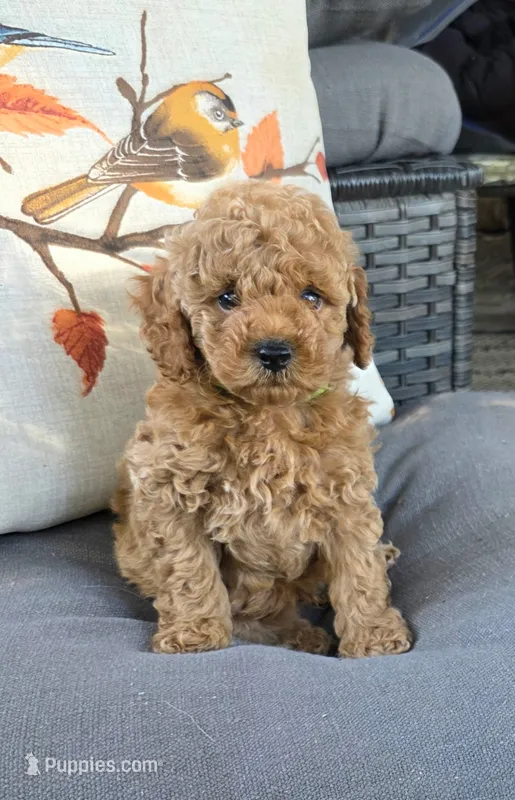 George  – Poodle - Toy  puppy for sale in Bartlesville, OK