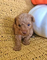 Daisy, a female Poodle - Toy  for sale in Bartlesville, OK – 7 of 7
