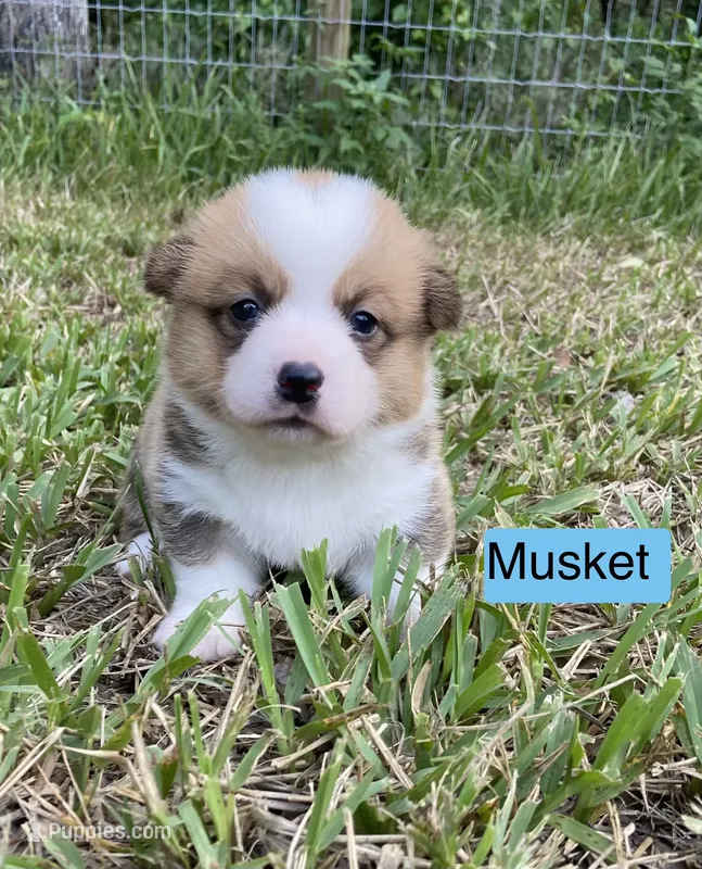 Musket  – Pembroke Welsh Corgi puppy for sale in Ridge Manor, FL