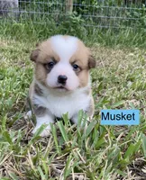 Musket , a male Pembroke Welsh Corgi for sale in Ridge Manor, FL – 1 of 10