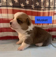 Musket , a male Pembroke Welsh Corgi for sale in Ridge Manor, FL – 6 of 10