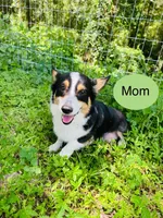 Musket , a male Pembroke Welsh Corgi for sale in Ridge Manor, FL – 10 of 10