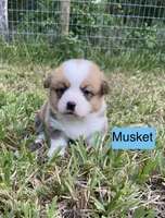 Musket , a male Pembroke Welsh Corgi for sale in Ridge Manor, FL – 3 of 10