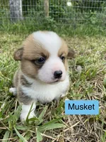 Musket , a male Pembroke Welsh Corgi for sale in Ridge Manor, FL – 2 of 10