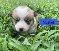 Musket , a male Pembroke Welsh Corgi for sale in Ridge Manor, FL – 4 of 10