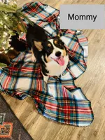 Musket , a male Pembroke Welsh Corgi for sale in Ridge Manor, FL – 9 of 10