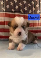 Musket , a male Pembroke Welsh Corgi for sale in Ridge Manor, FL – 5 of 10