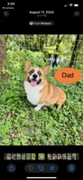 Musket , a male Pembroke Welsh Corgi for sale in Ridge Manor, FL – 7 of 10