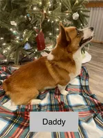 Musket , a male Pembroke Welsh Corgi for sale in Ridge Manor, FL – 8 of 10