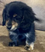 Carter, a male Miniature Dachshund for sale in Pleasanton, TX – Photo 3 of 3