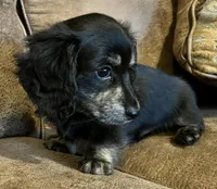 Carter, a male Miniature Dachshund for sale in Pleasanton, TX – Photo 1 of 3