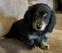 Carter, a male Miniature Dachshund for sale in Pleasanton, TX – Photo 2 of 3