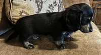 Sam, a male Miniature Dachshund for sale in Pleasanton, TX – Photo 4 of 4
