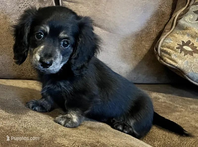 Sam – Miniature Dachshund puppy for sale in Pleasanton, TX