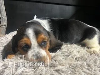 AKC Lizzy  – Basset Hound puppy for sale in Pheba, MS