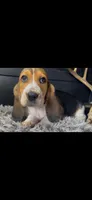 AKC Lizzy , a female Basset Hound for sale in Pheba, MS – 2 of 2
