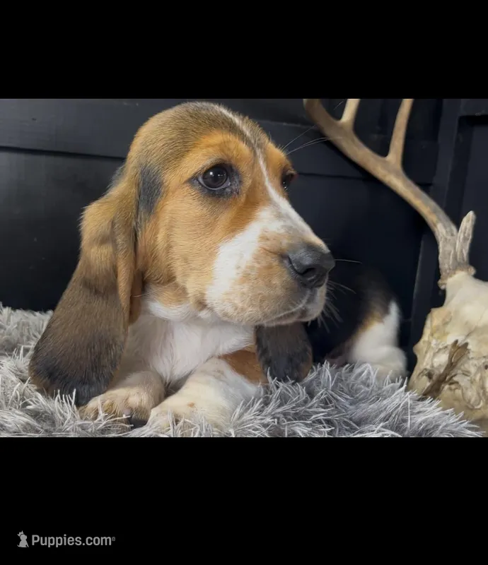 AKC Lizzy  – Basset Hound puppy for sale in Pheba, MS