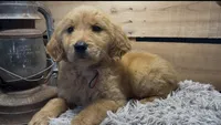 AKC Amelia , a female Golden Retriever for sale in Pheba, MS – 1 of 1