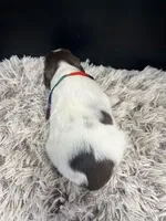 AKC Tilly, a female Brittany for sale in Pheba, MS – Photo 2 of 2