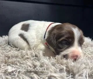 AKC Tilly, a female Brittany for sale in Pheba, MS – Photo 1 of 2