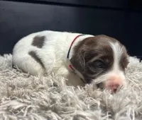 AKC Tilly, a female Brittany for sale in Pheba, MS – Photo 1 of 2