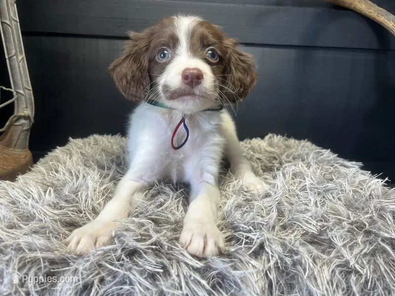 AKC Tilly – Brittany puppy for sale in Pheba, MS