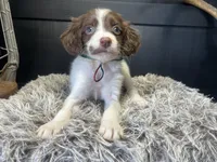 AKC Tilly, a female Brittany for sale in Pheba, MS – 1 of 3