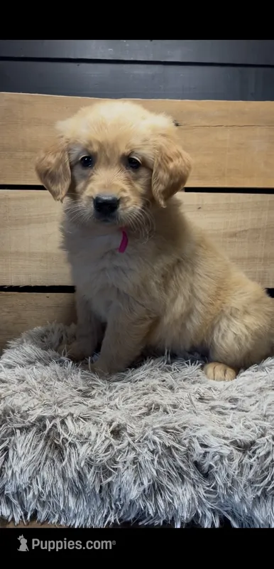 AKC Pink – Golden Retriever puppy for sale in Pheba, MS