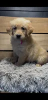 AKC Pink, a female Golden Retriever for sale in Pheba, MS – 1 of 1
