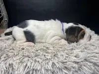 AKC Lily, a female Basset Hound for sale in Pheba, MS – Photo 3 of 3