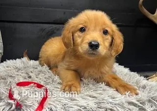 AKC Red – Golden Retriever puppy for sale in Pheba, MS