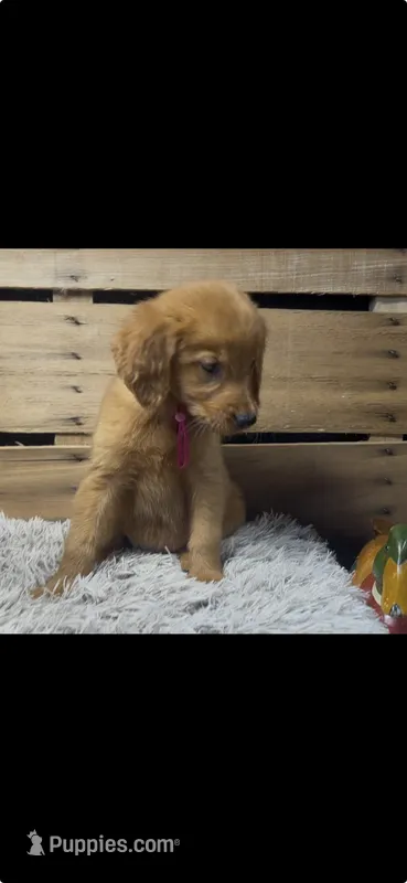 AKC  PINK – Golden Retriever puppy for sale in Pheba, MS