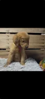 AKC  PINK, a female Golden Retriever for sale in Pheba, MS – 1 of 1