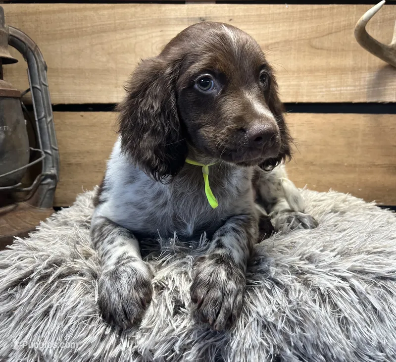 AKC Lime – Brittany puppy for sale in Pheba, MS