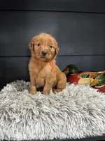 AKC Orange, a male Golden Retriever for sale in Pheba, MS – Photo 2 of 3